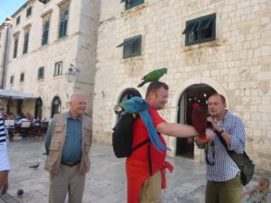 dubrovnik-parrots